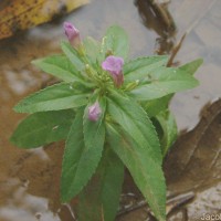Limnophila aromatica (Lam.) Merr.